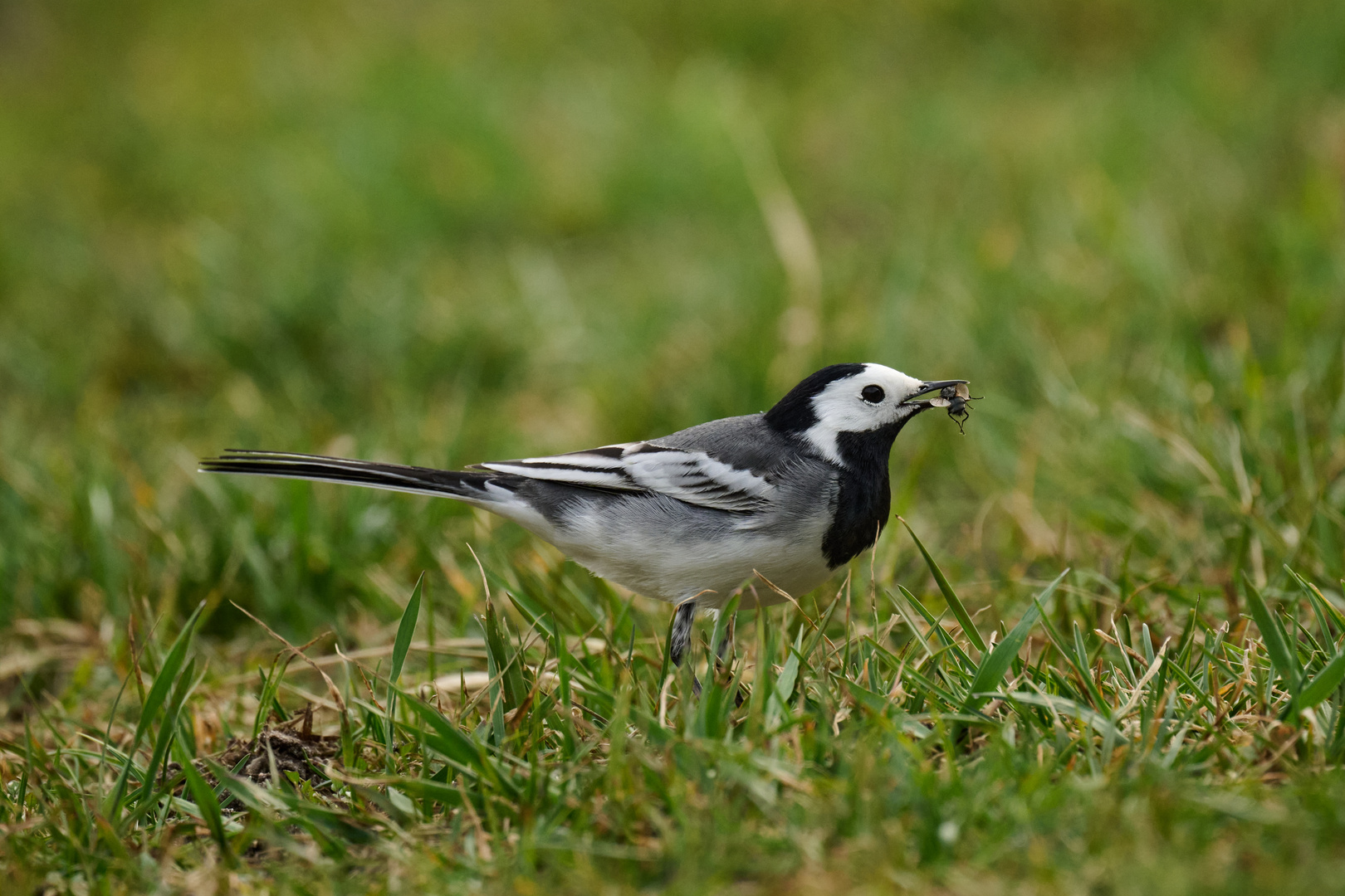 Bachstelze (Motacilla alba)