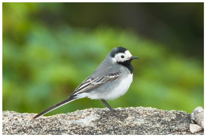 Bachstelze (Motacilla alba)