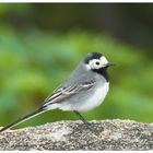 Bachstelze (Motacilla alba)