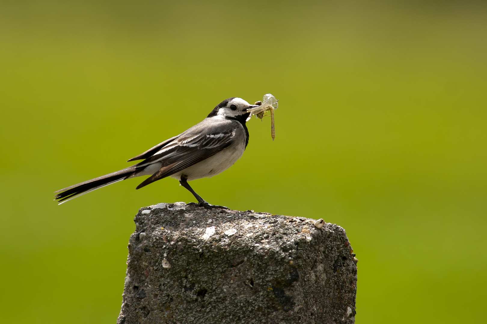 Bachstelze, Motacilla alba