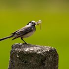 Bachstelze, Motacilla alba