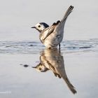 bachstelze (motacilla alba)..