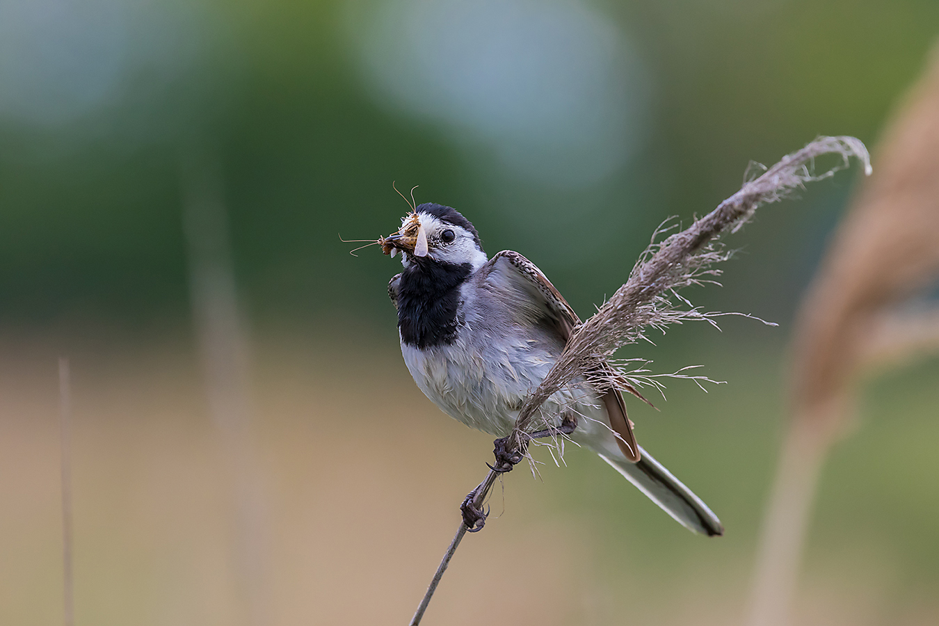 Bachstelze (Motacilla alba)