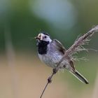 Bachstelze (Motacilla alba)