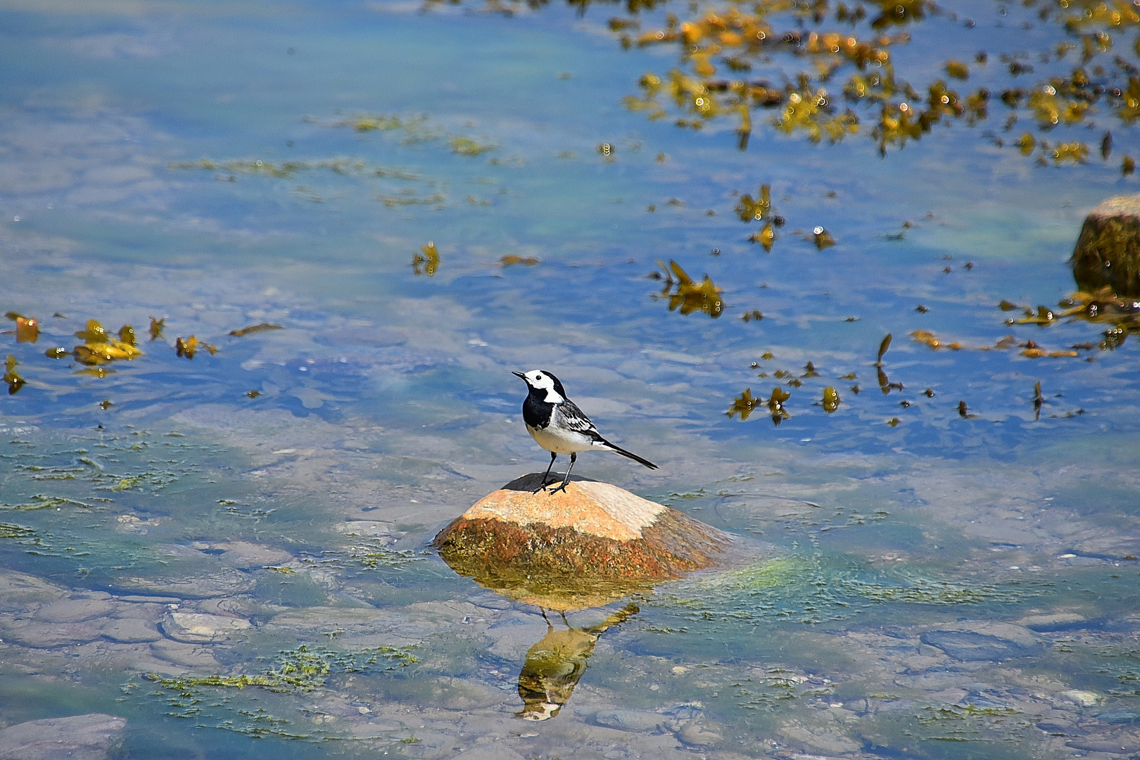 Bachstelze (Motacilla alba)