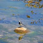 Bachstelze (Motacilla alba)