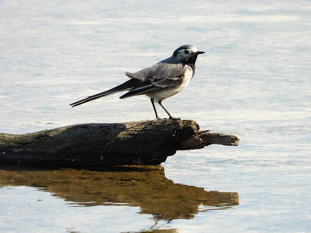 Bachstelze (Motacilla alba)