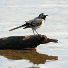 Bachstelze (Motacilla alba)