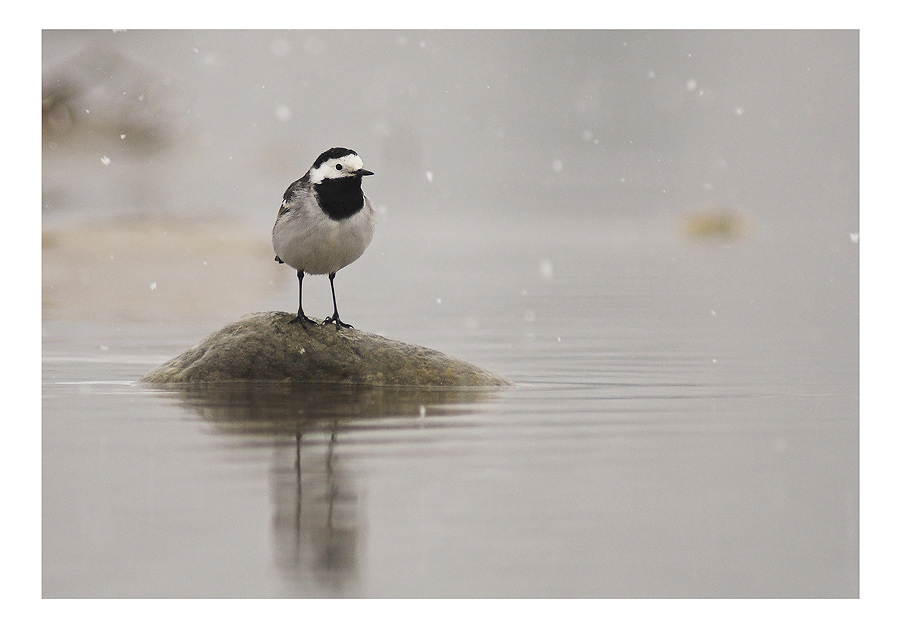 Bachstelze (Motacilla alba alba) [K], aka Leidensgenosse