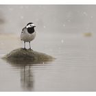 Bachstelze (Motacilla alba alba) [K], aka Leidensgenosse