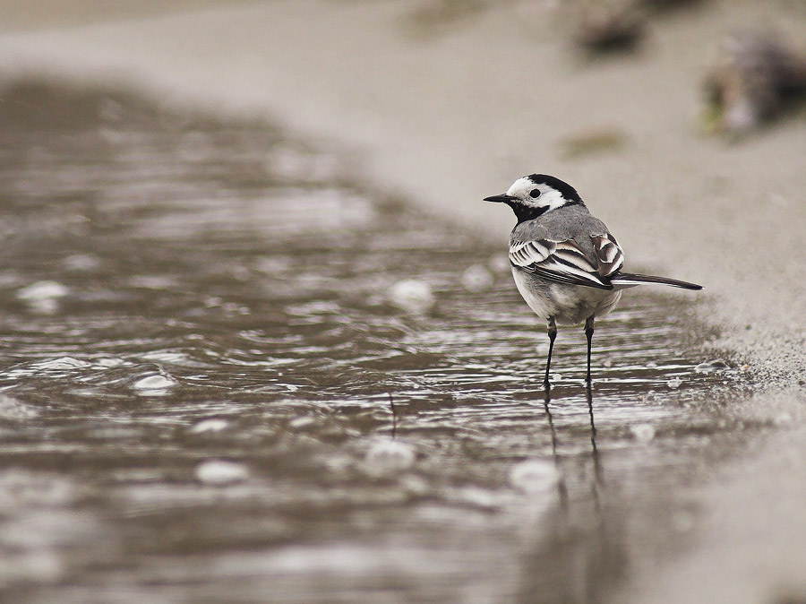 Bachstelze (Motacilla alba alba) [K]