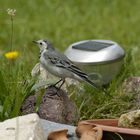 Bachstelze (Motacilla alba) am Vogelbad im Garten