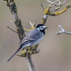 BACHSTELZE (Motacilla alba)