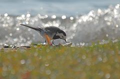 Bachstelze (Motacilla alba) 