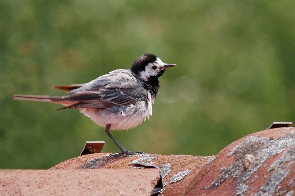 Bachstelze {Motacilla alba}