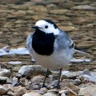 Bachstelze (Motacilla alba)