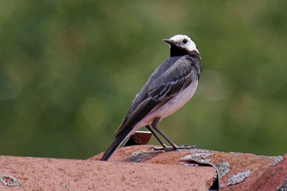 Bachstelze {Motacilla alba}