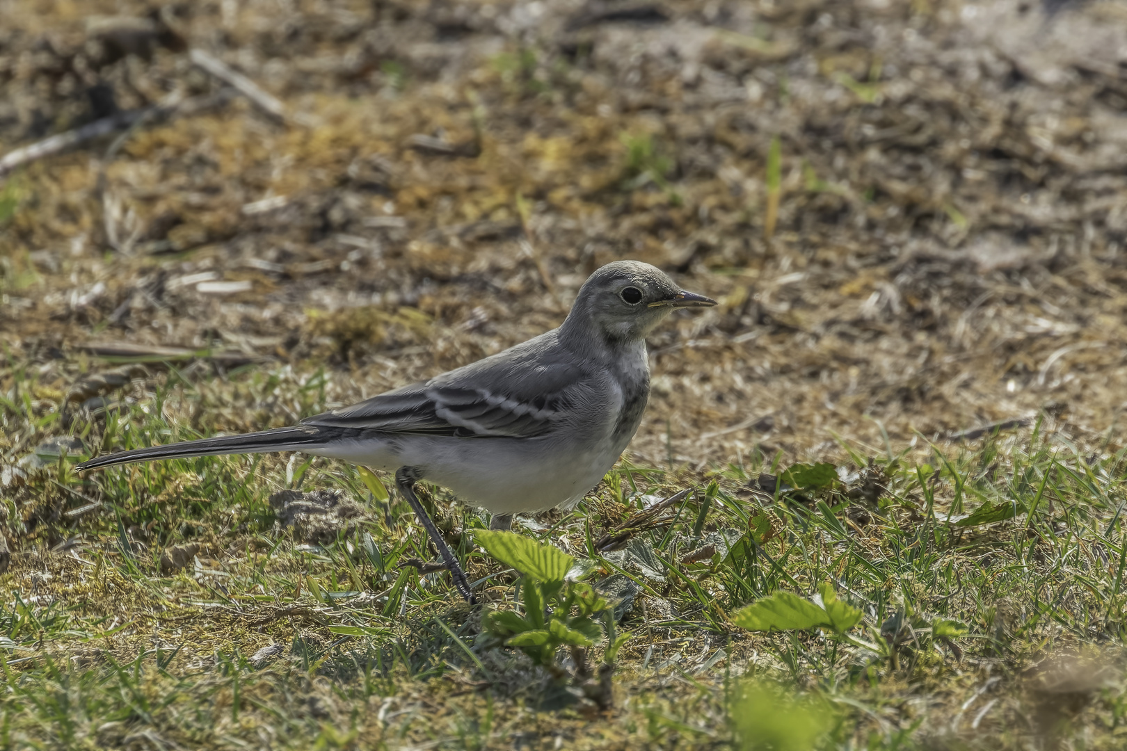 Bachstelze (Motacilla alba)