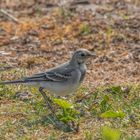 Bachstelze (Motacilla alba)