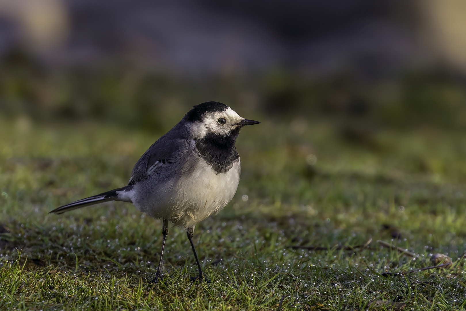 Bachstelze (Motacilla alba)