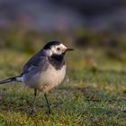 Bachstelze (Motacilla alba)