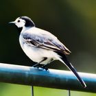 Bachstelze (Motacilla alba)