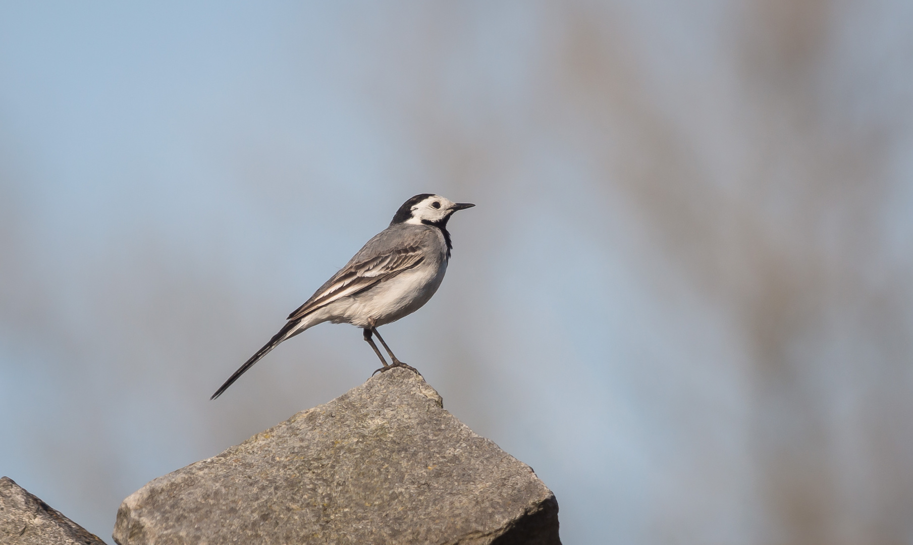 Bachstelze (Motacilla alba)