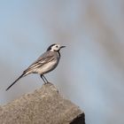 Bachstelze (Motacilla alba)