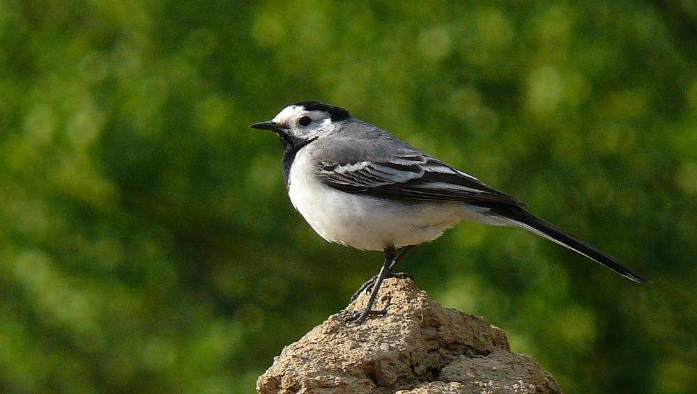 Bachstelze (Motacilla alba)