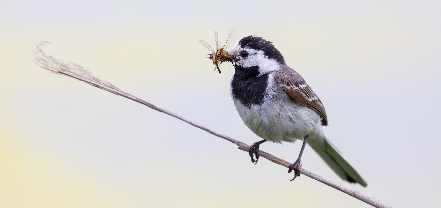 Bachstelze (Motacilla alba)