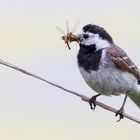 Bachstelze (Motacilla alba)