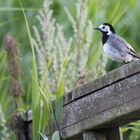 ~ Bachstelze (Motacilla alba) ~