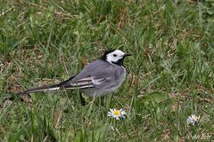 Bachstelze (Motacilla alba)