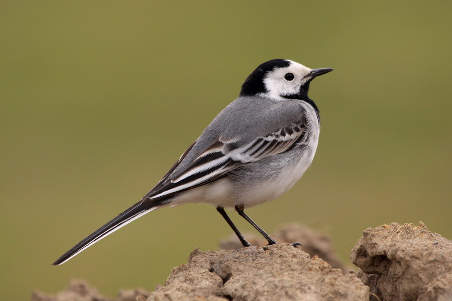 Bachstelze ( Motacilla alba )