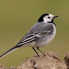 Bachstelze ( Motacilla alba )