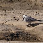 Bachstelze (Motacilla alba) - ein Singvogel am Wattrand von Spieka-Neufeld (Land Wursten)