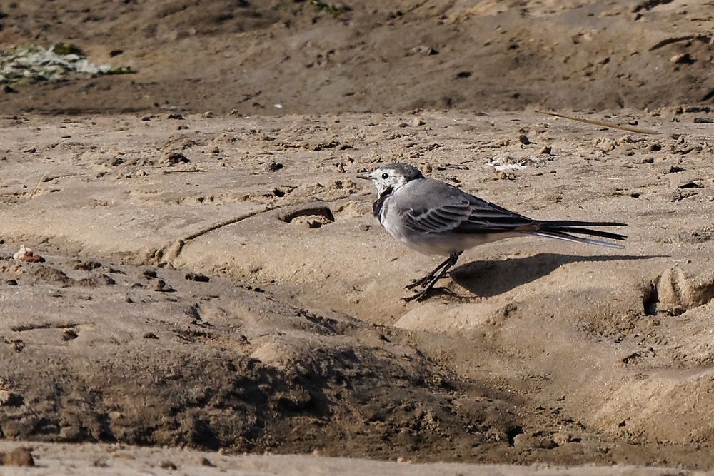 Bachstelze (Motacilla alba) - ein Singvogel am Wattrand von Spieka-Neufeld (Land Wursten)