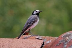 Bachstelze {Motacilla alba}