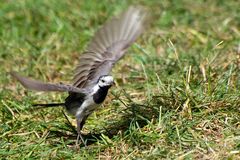 Bachstelze (Motacilla alba) Ich heb lieber mal ab