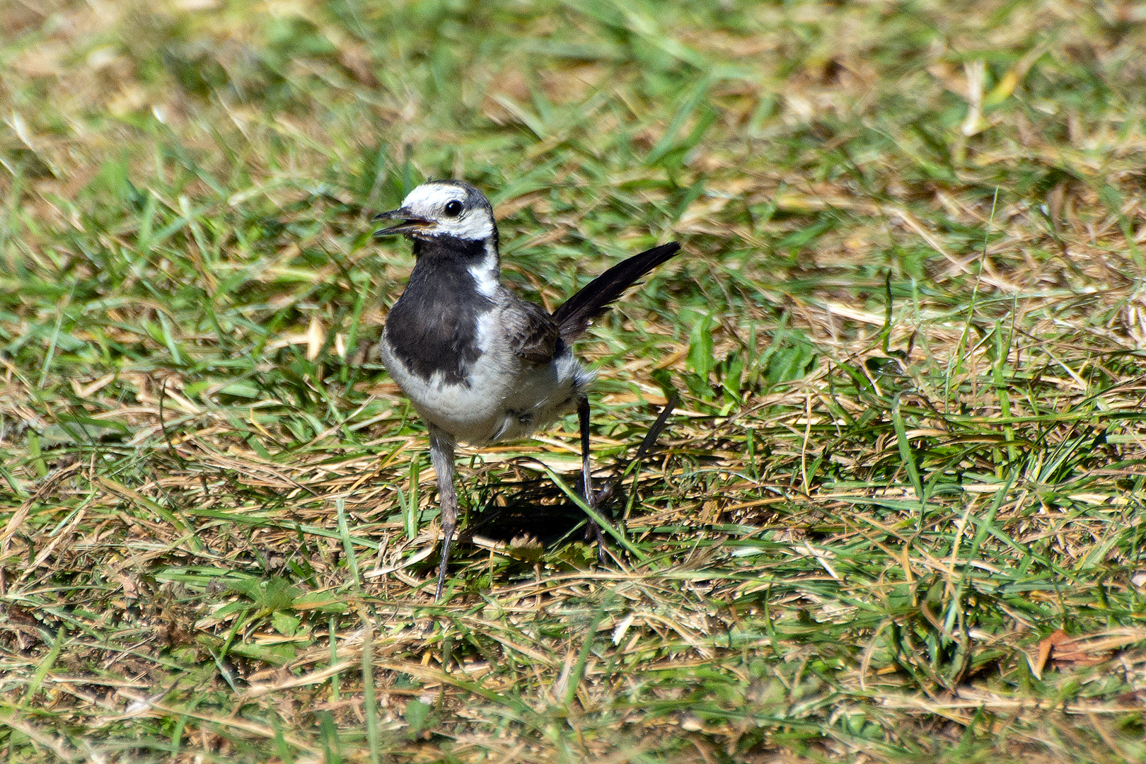 Bachstelze (Motacilla alba) im strammen Schritt