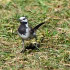 Bachstelze (Motacilla alba) im strammen Schritt