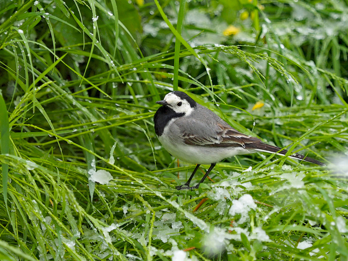 Bachstelze (Motacilla alba) im verschneiten Gras. 