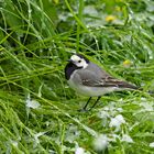 Bachstelze (Motacilla alba) im verschneiten Gras. 