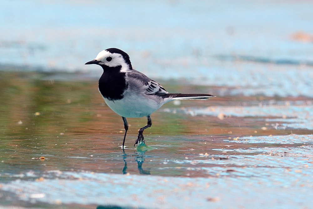 Bachstelze (Motacilla alba) in der Abendsonne