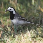 Bachstelze (Motacilla alba), Nahrung suchend