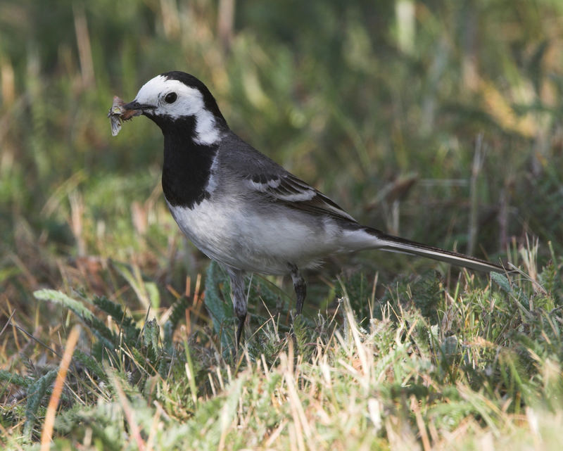 Bachstelze (Motacilla alba), Nahrung suchend