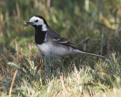 Bachstelze (Motacilla alba), Nahrung suchend