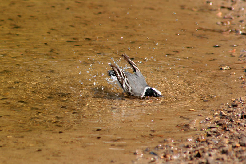 Bachstelze (Motacilla alba) Sperlingvogel