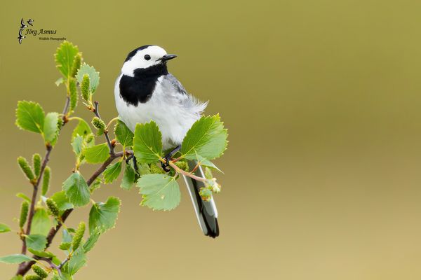 Bachstelze // Öland