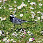 Bachstelze und Gänseblümchen